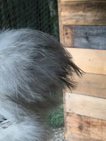 IMG_2804.JPG