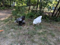 IMG_20170825_160212.jpg