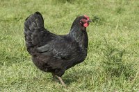 Olive Egger.GardenTillers44.jpg