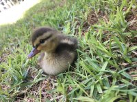 Ducklings2.jpeg