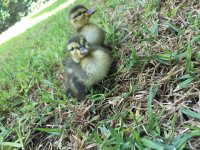 Ducklings1.jpeg