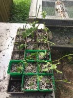 blackberry propagation.jpg
