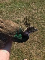 IMG_2892.JPG
