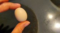 Tiny egg.jpg
