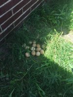 IMG_3125.JPG IMG_3125.JPG