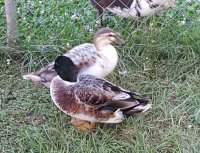 20170730_133755.jpg