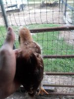 pet_chicken_ii.jpg pet_chicken_ii.jpg