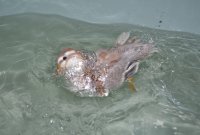 Crash water beard.jpg