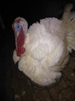 IMG_20170909_030459.jpg