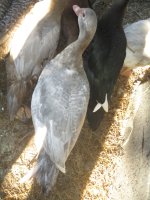 IMG_2365.JPG