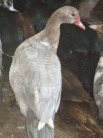 IMG_2375.JPG