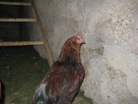IMG_0129.JPG