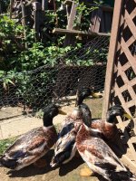 duck 2.jpg