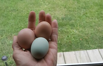 My easter egger layed her 1st egg