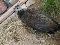 IMG_9401.JPG