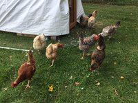IMG_4029.JPG