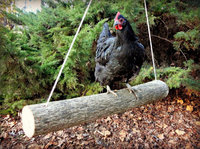 DIY-Branch-Chicken-Swing-Perch.jpg