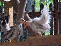 WP_20170914_17_41_10_Pro_LI.jpg WP_20170914_17_41_10_Pro_LI.jpg