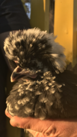 IMG_7405.PNG
