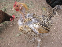 molt-chicken.jpg