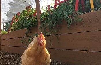 Chickens at Sweet Pea's Rustic Roost