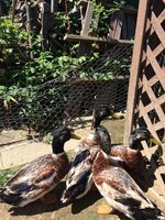 duck1.jpg