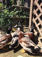 duck2.jpg