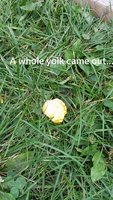 yolk poo.jpg