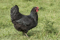 Olive Egger.GardenTillers44.jpg