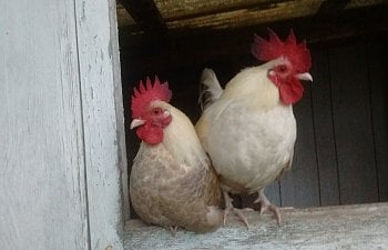 Rooster Flocks