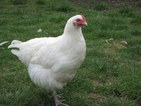 707282_orig.jpg.cf.jpg