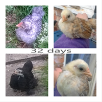 Picsart2017-18-9--11-04-45.png