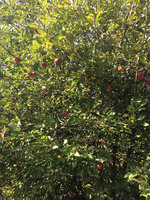 apples_turkeys_tree_09172017.JPG