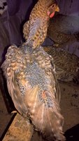 WP_20170918_18_57_08_Pro.jpg