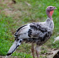 DSC_9766.jpg