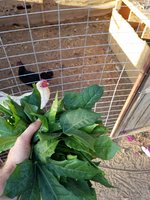20170919_175702.jpg