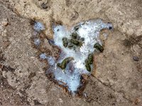 Poop 02 17-09-20.jpg