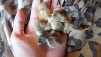 6 baby quail2.jpg 6 baby quail2.jpg