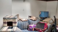 cat room 002.jpg