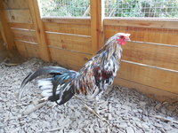 DSCN7086.JPG
