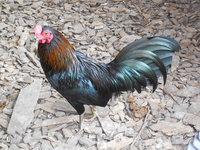 DSCN7105.JPG