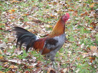 DSCN7110.JPG