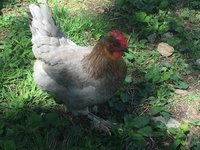 IMG_2885.JPG