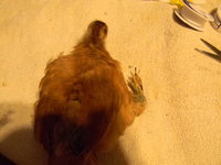 chicken 046.JPG