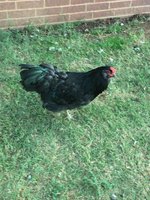 IMG_1043.JPG