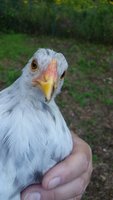 20170913_075349.jpg 20170913_075349.jpg
