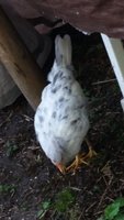 20170913_075148.jpg 20170913_075148.jpg