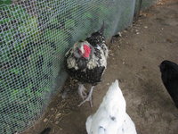 IMG_5177.JPG