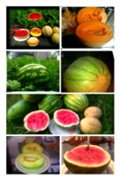 Last Year Garden-1.png