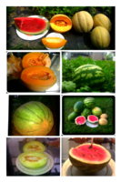 Last Year Garden-2.png